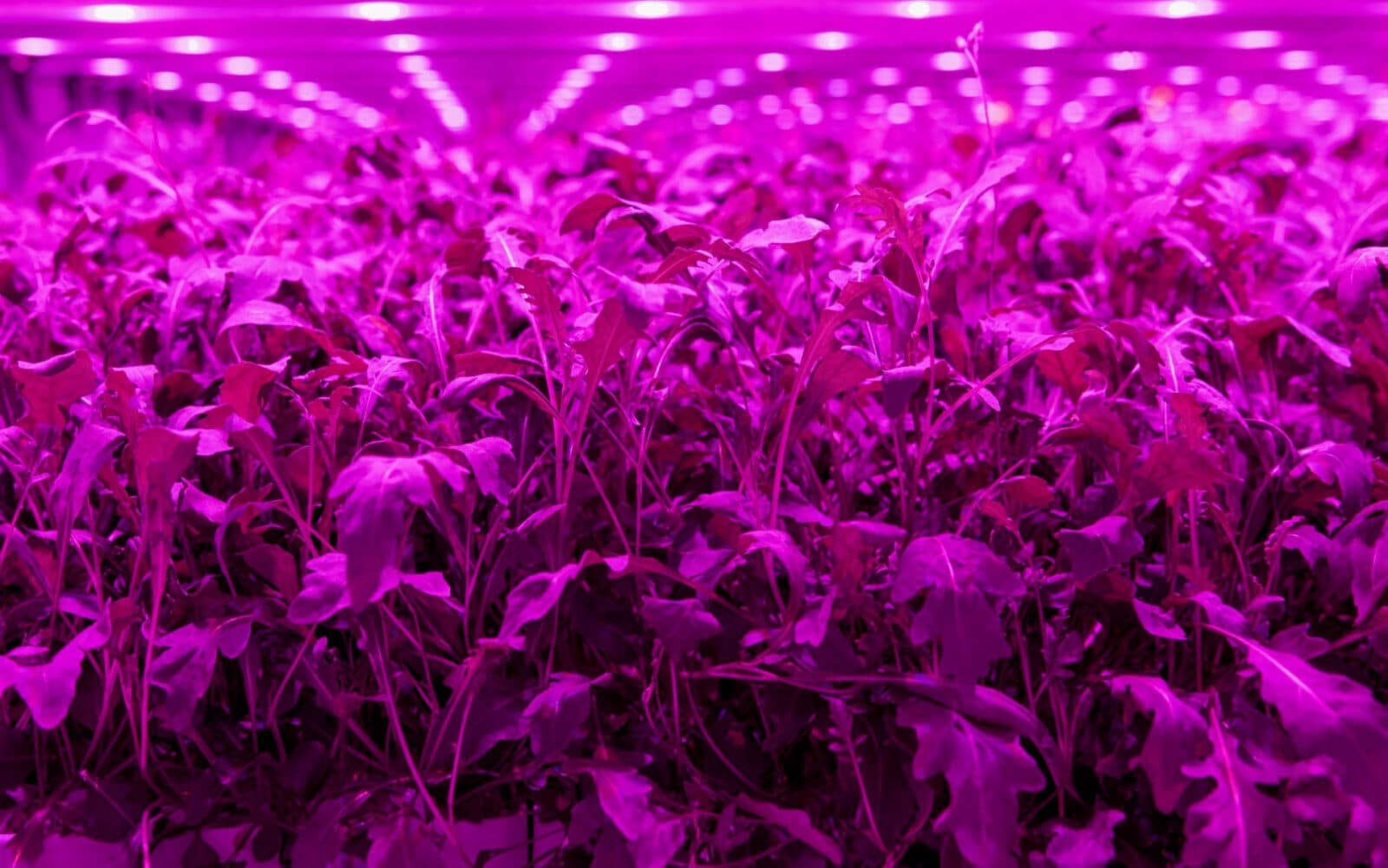 Light Science Technologies wins Innovate UK funding for vertical farming sensor