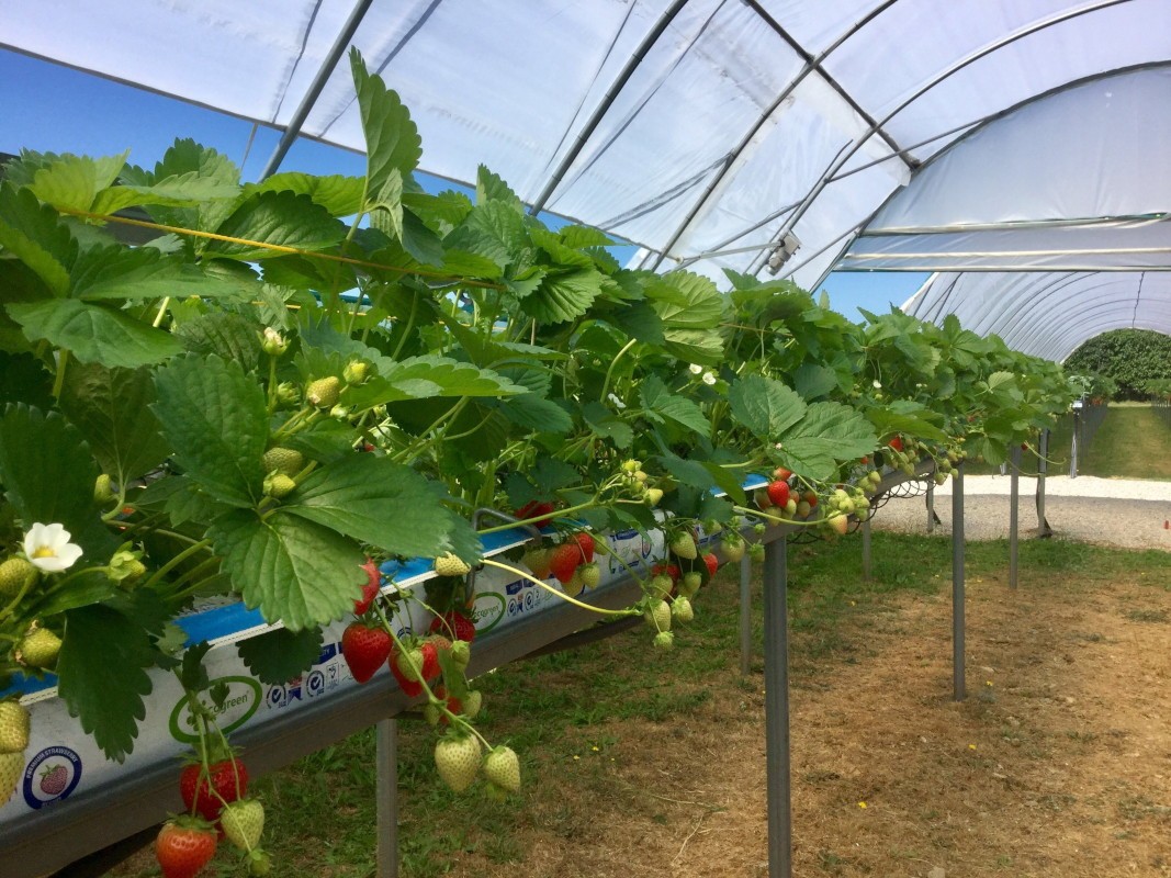 Sweet and water efficient strawberries – Niab EMR and Delta-T Devices collaborate at WET centre