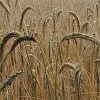 More complete and accurate wheat genome announced by TGAC
