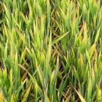 Bayer CropScience brings wheat variety testing to the UK