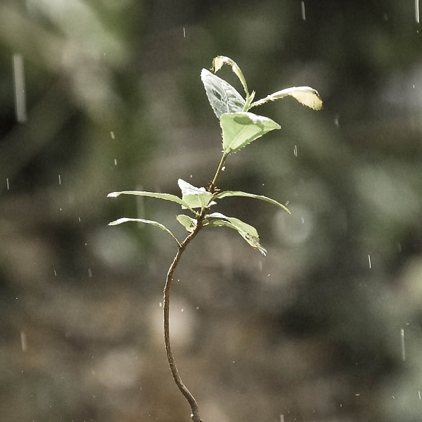 Can technology mitigate the risks of weather?