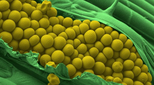 Yellow rust turns off genes in wheat during its attack