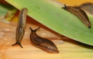 Young Spanish slugs on leeks
