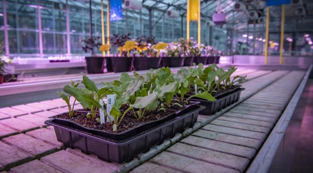 John Innes Centre: Future Farming funding boost to Sugar Beet innovation in Norwich