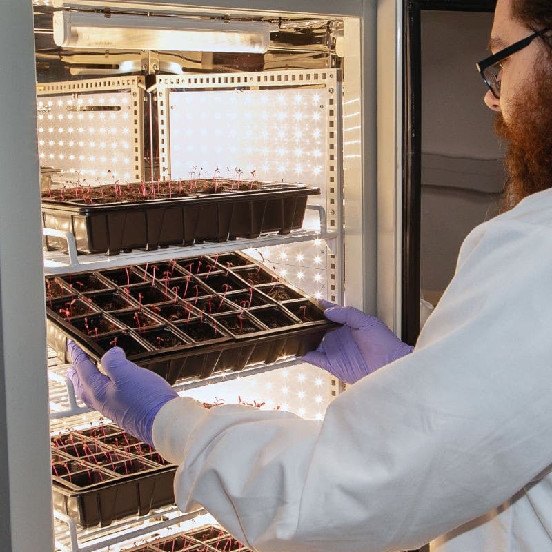 Zayndu seed cleaning accelerates salad leaf growing cycle