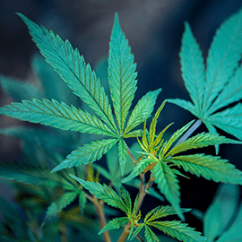 From Farmer to Pharma: A Teaser of Things to Come – Event Highlights