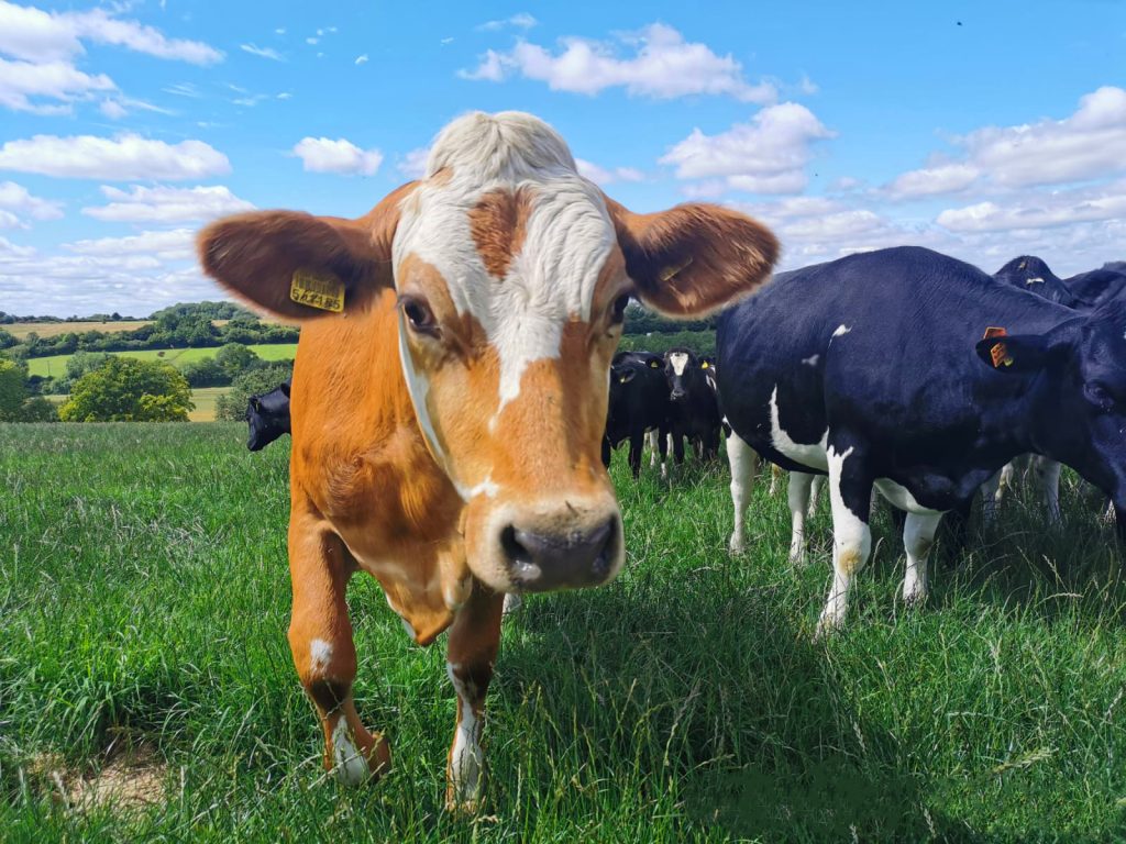 cowinthefield-unitedkingdom-3-EDIT-a85187bb