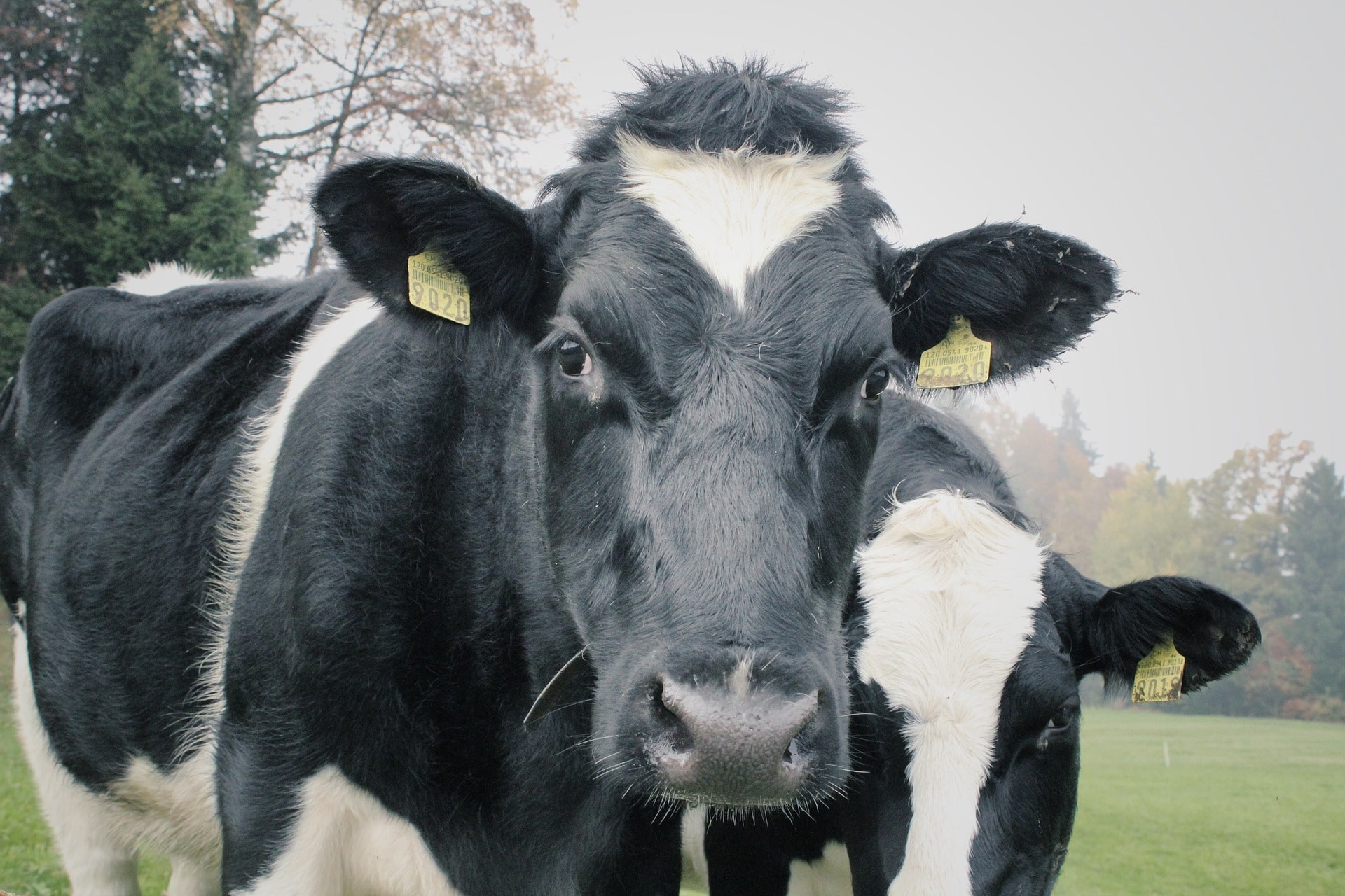 Actiphage blood test can improve bovine TB testing
