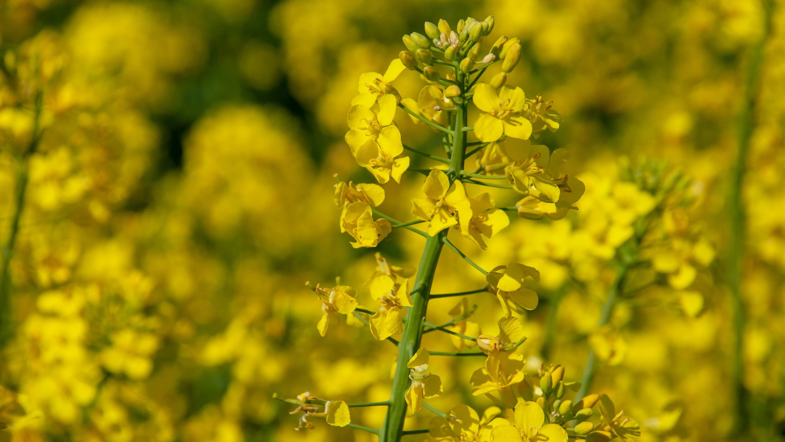revolutionary bioinsecticide tailored for arable crops such as oil seed rape.