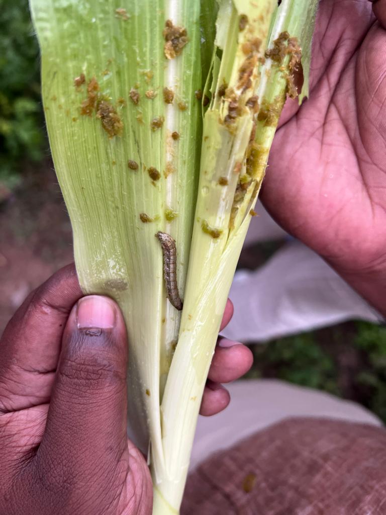 Does CHAP hold the key to sensor-based pest monitoring?