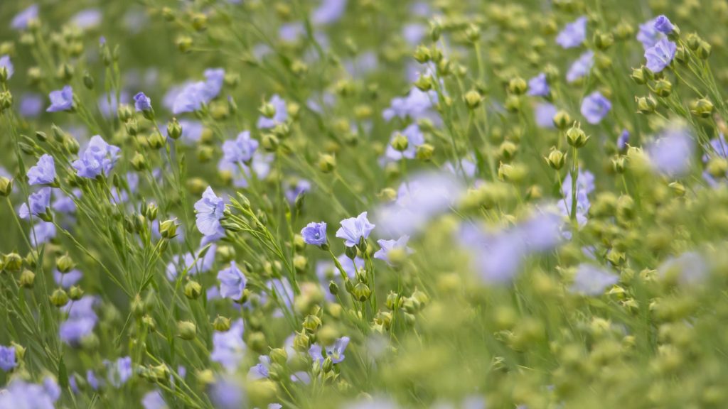 flax field