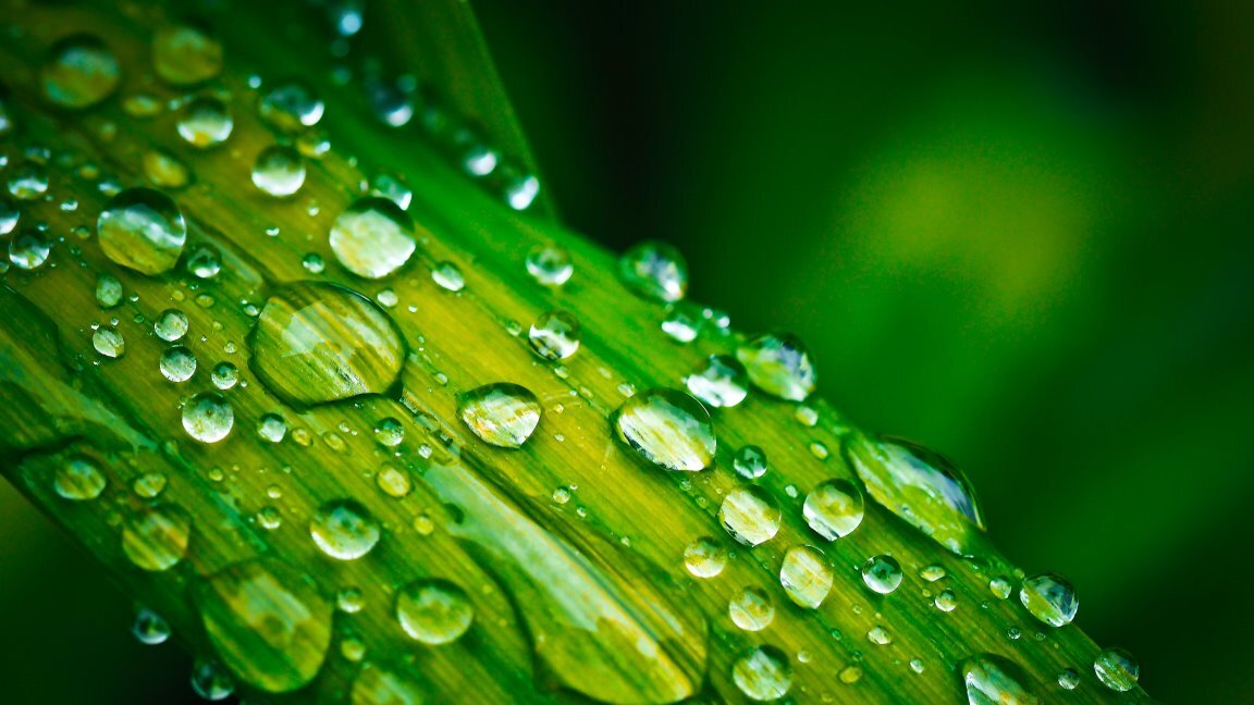 Verdesian Europe and Africa: Exploring BioStimulants – Demand, Growth & Challenges