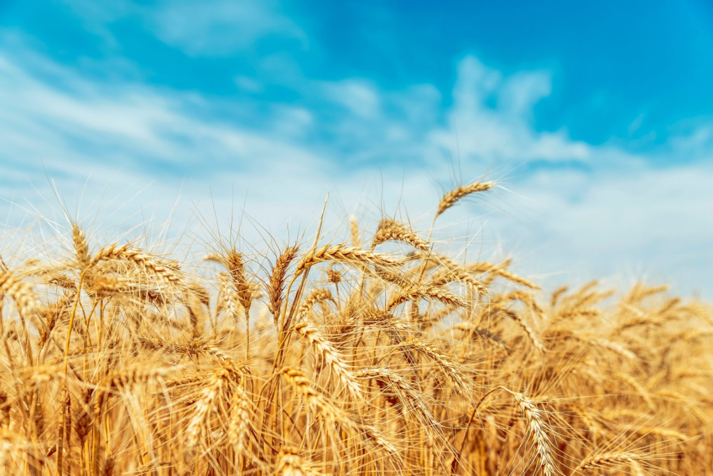 image_2023-04-18_164120459