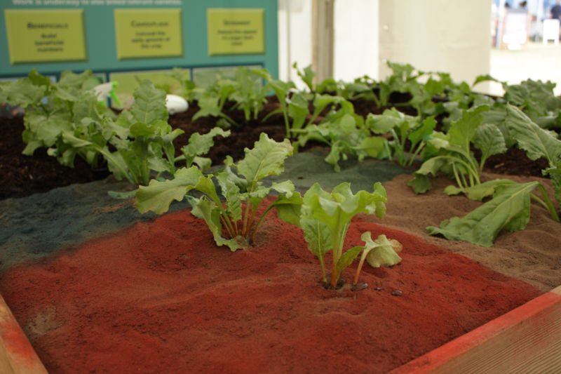 Beet farm near Wymondham in colour-based aphid pest trial