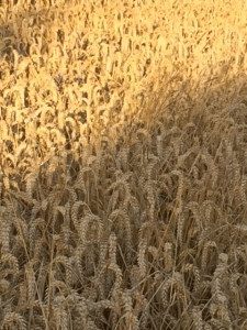 Can second wheat loss be overcome?