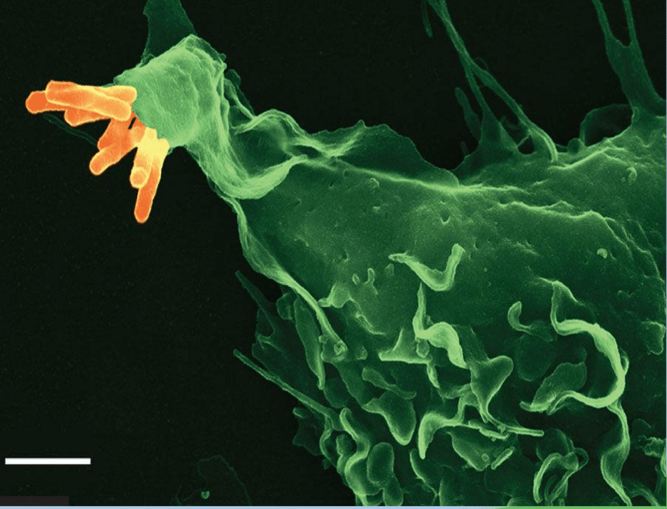 PBD Biotech secures £2.3m funding for OIE validation of its rapid, accurate bovine TB test