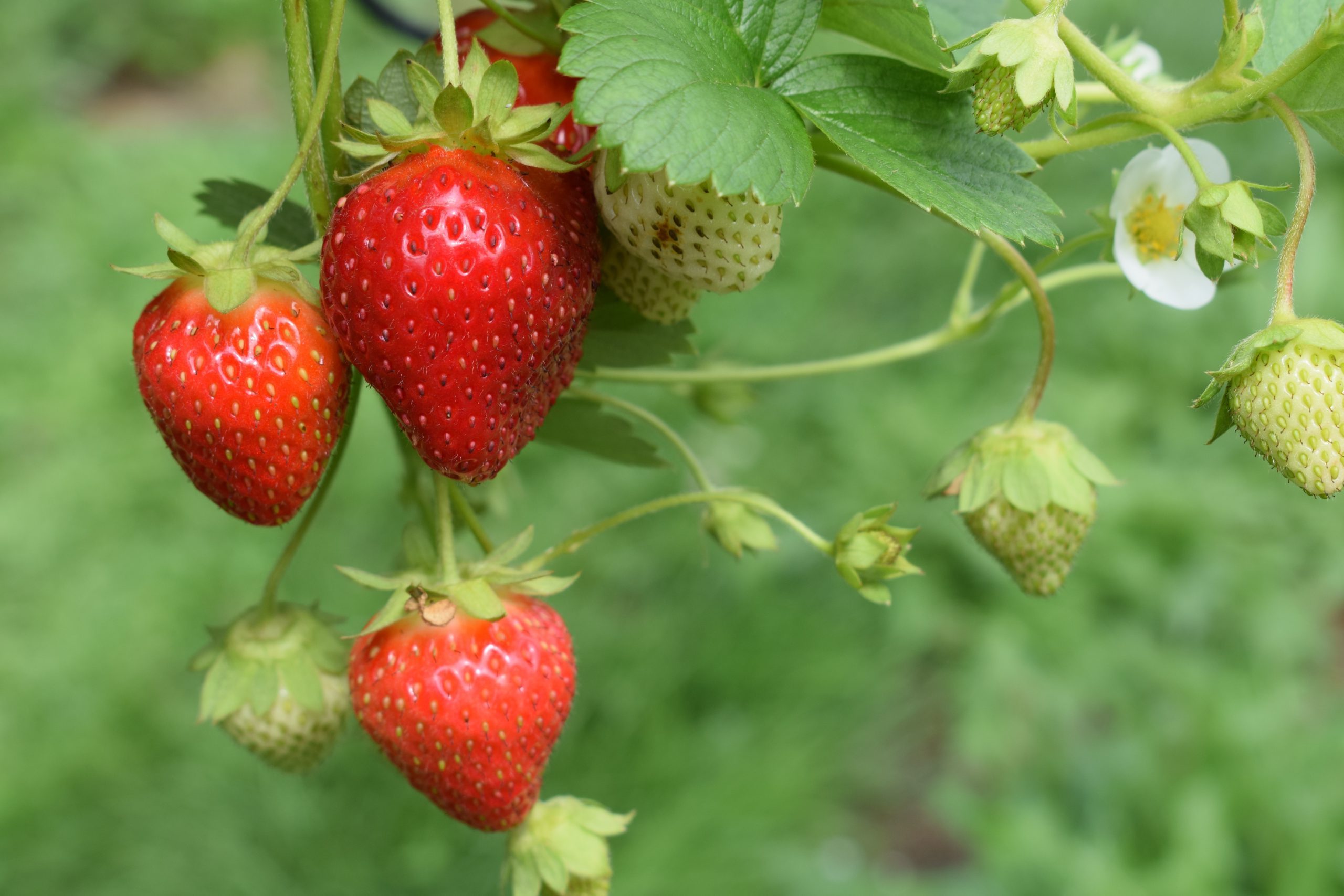 Bayer acquires Niab’s Strawberry Breeding Programme