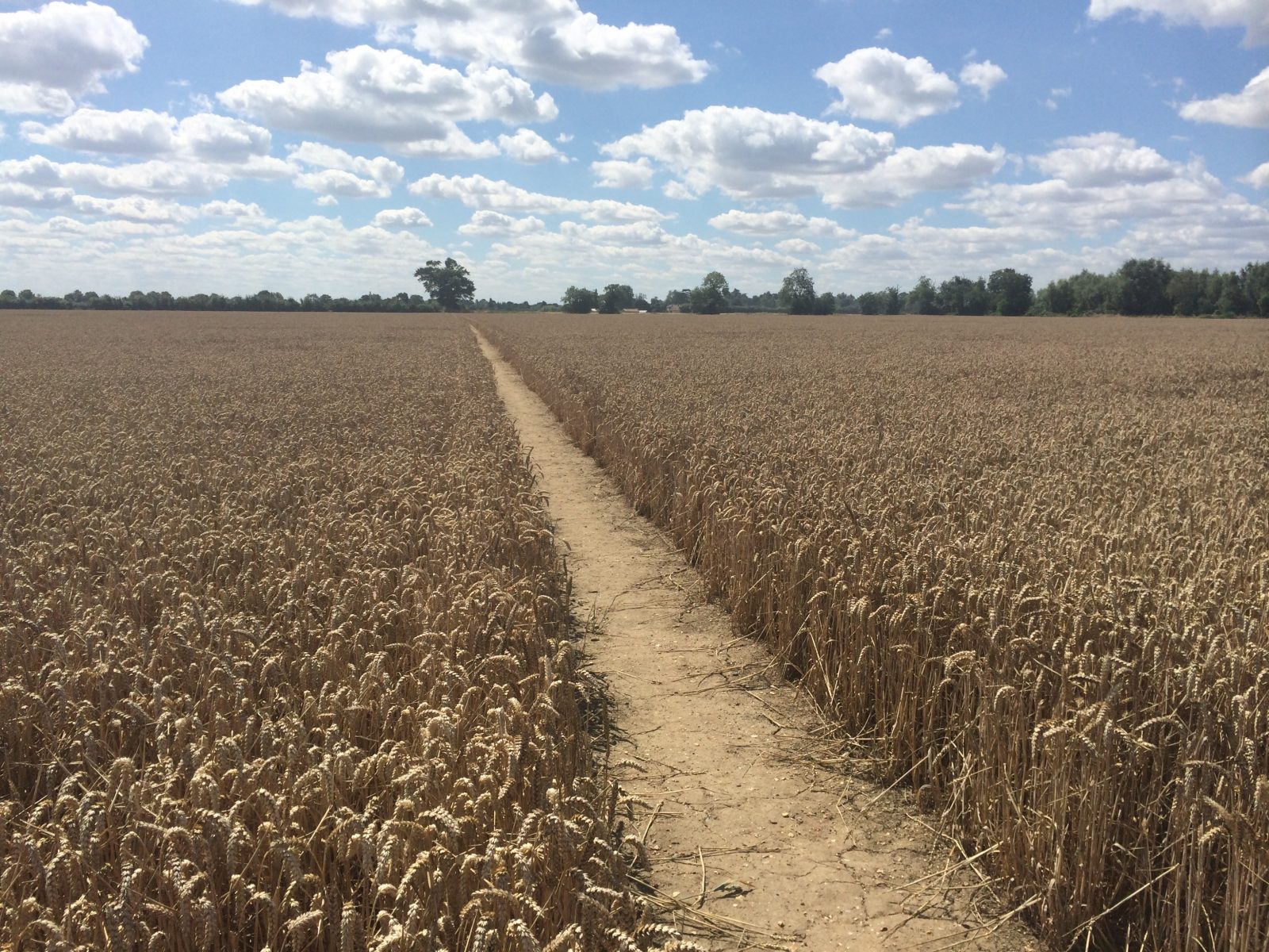 Shorter wheat gene offers benefits over Green Revolution varieties