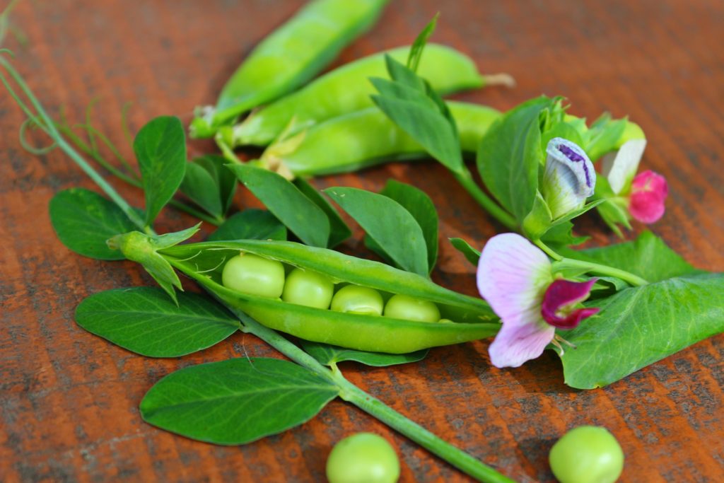 Pea protein market valued at £26.7m