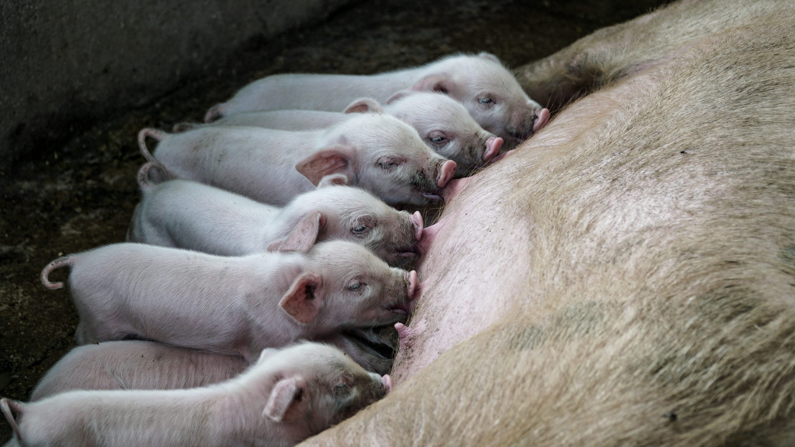 Collaborative Effort by PIC®, Vetline, and AbacusBio Elevates Uganda’s Pig Farming