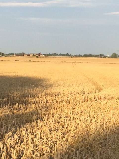 How wheat creates a chemical defence to disease