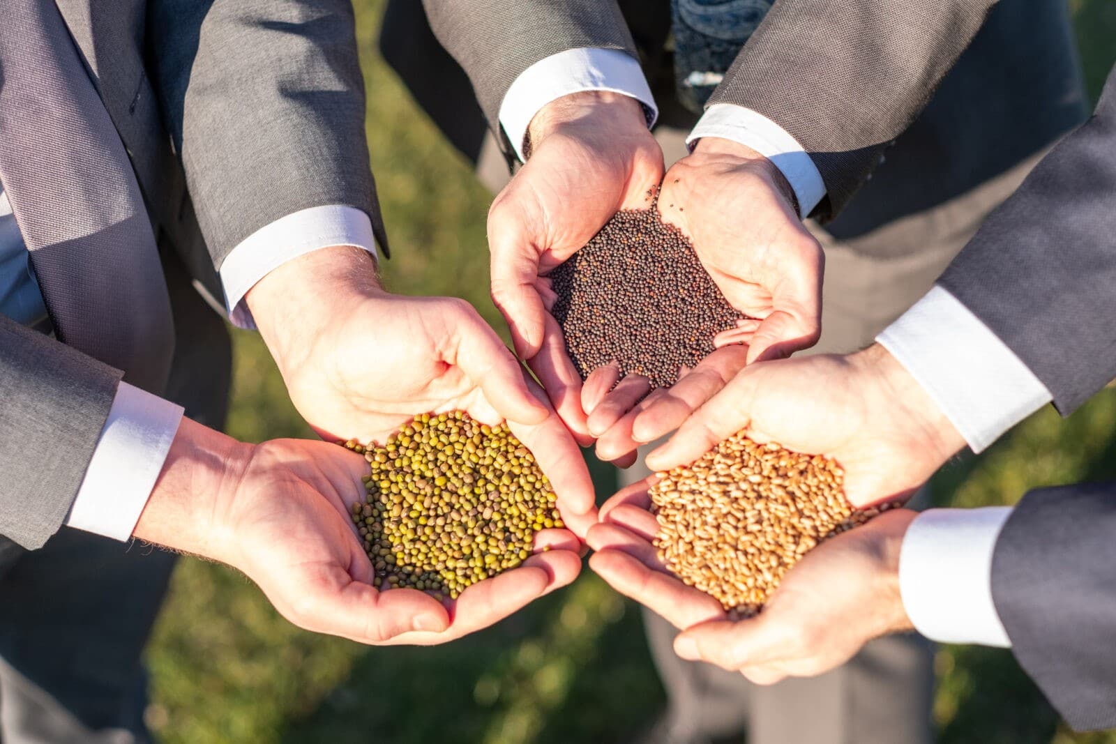 Northern lights phenomenon inspires chemical-free seed treatment