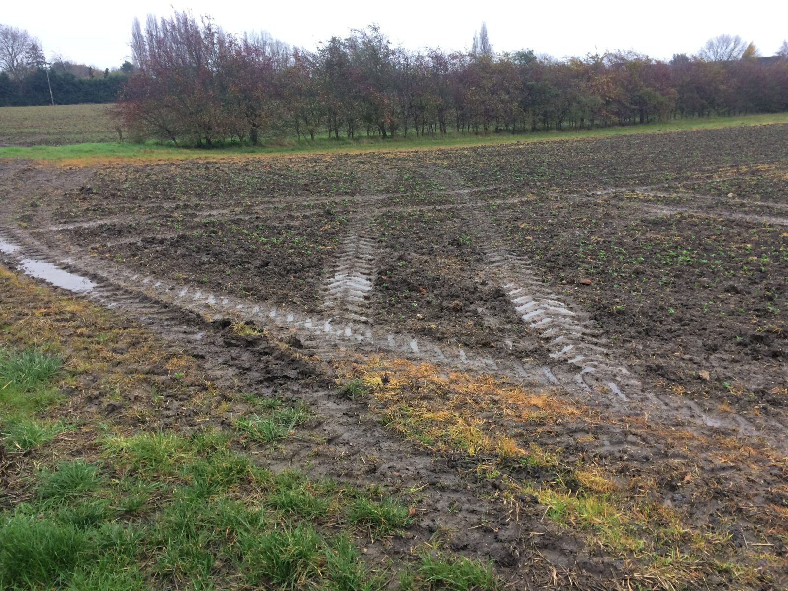 Soil quality or soil health?