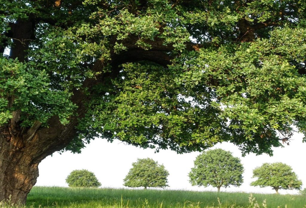 uk trees