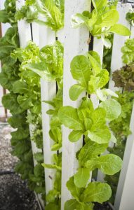 From micro-herbs to menthol and morphine: how far will vertical farms go?