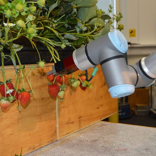 vishuu-strawberry-picking-robot-from-Essex-AC-website