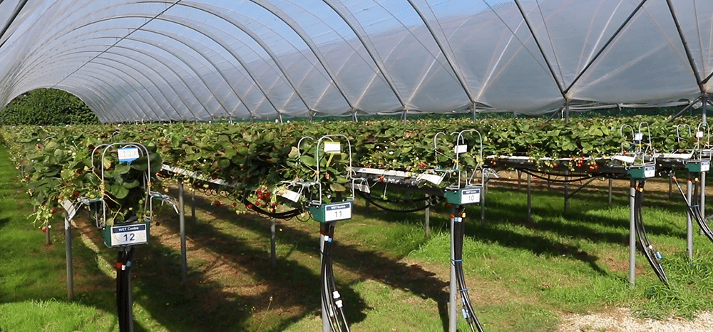 Mark Else: How is the discovery of plant hormones, in the 1970s, inspiring a new approach to smart irrigation today?