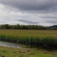 Wet weather causes harvest delays