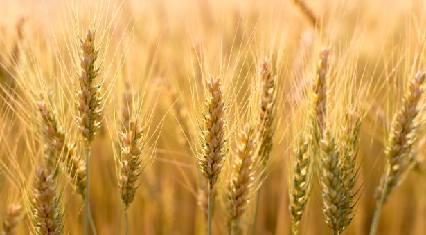 John Innes Centre: Discovery raises hopes of more temperature tolerant wheat