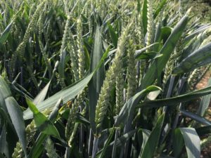 wheat-300×225-1