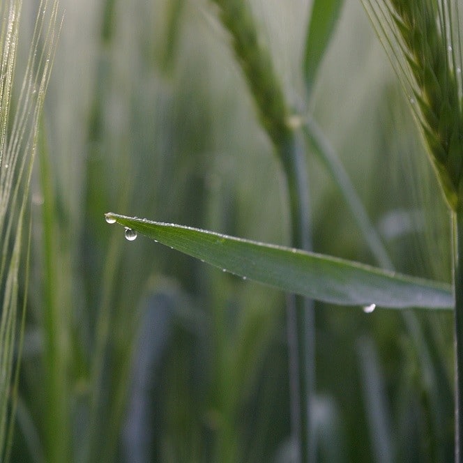 Soil moisture key to soil health