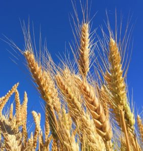 wheat-blue-sky-283×300-1