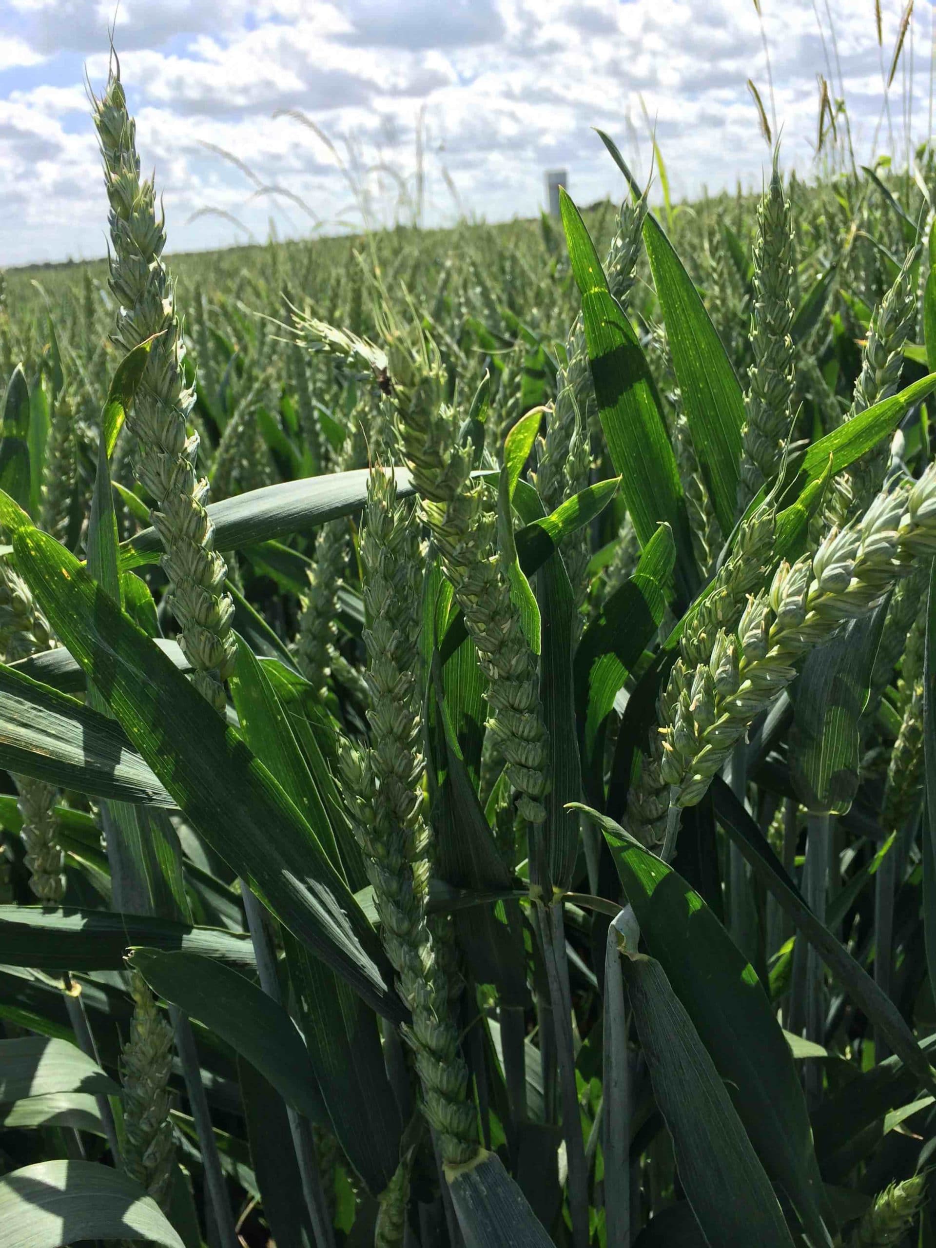 Higher average protein levels in GB wheat early results show