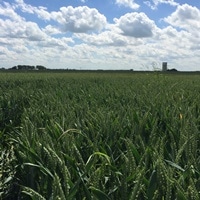 At last – entire wheat genome sequenced