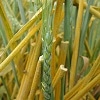 New study identifies genetic markers for wheat yellow rust resistance