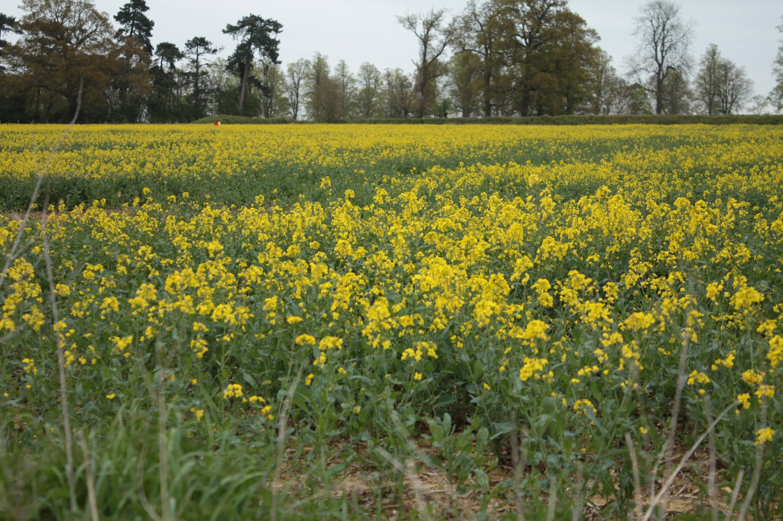 Oil Seed Rape