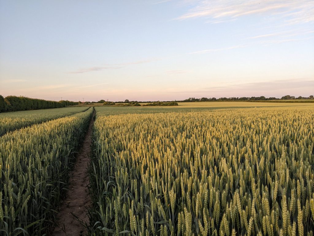 sunset wheat field summer hero