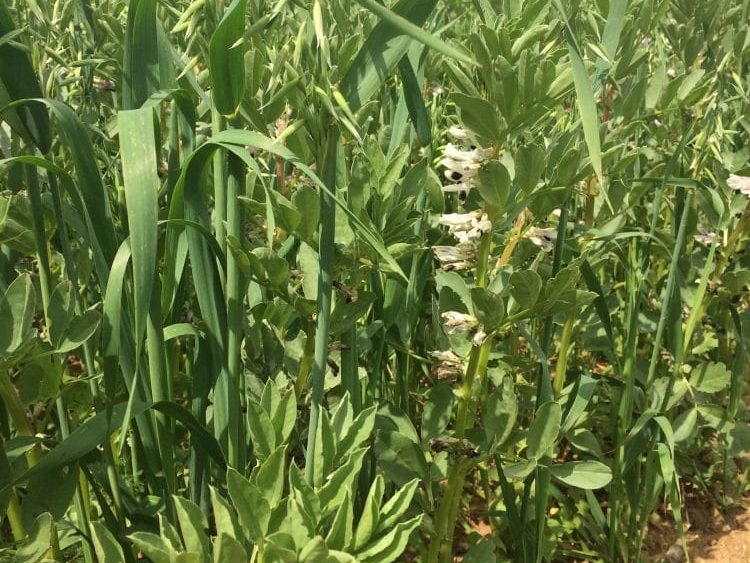 Intercropping plants
