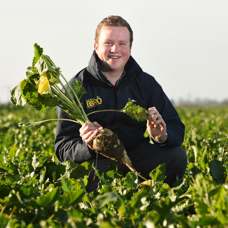 BBRO raises a ‘wall of yellow’ against a virus set to reduce yields by 30%