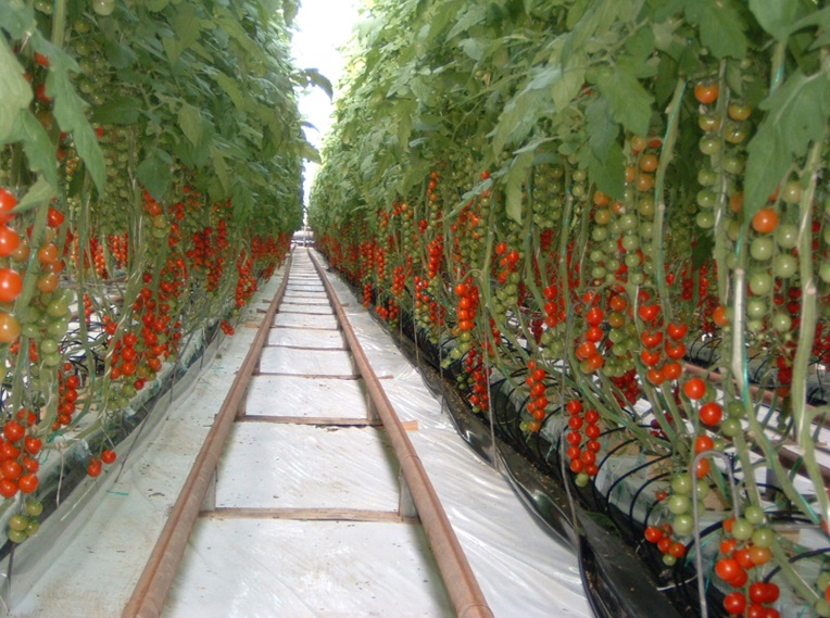Future-Proofing Tomato Production in the UK
