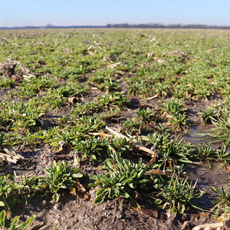 The new CoverCress™ cash crop has the potential to decrease nitrogen loss, help store carbon in the soil and improve soil health.