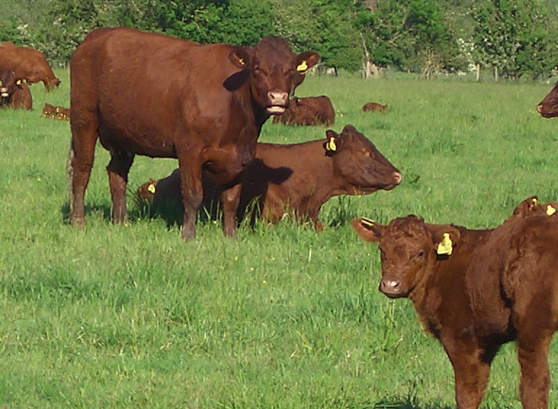 Mike Gooding - cattle
