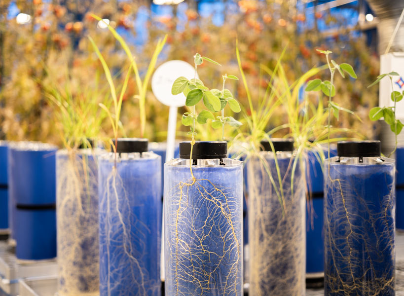 Rhizotube (credit CMI, Timac Agro)