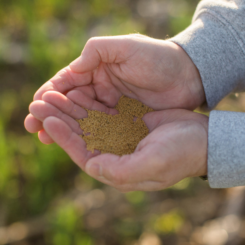 The new CoverCress™ cash crop has the potential to decrease nitrogen loss, help store carbon in the soil and improve soil health.
