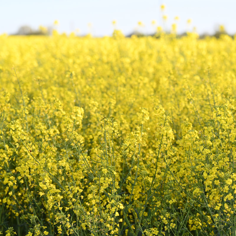 oilseedrape field web
