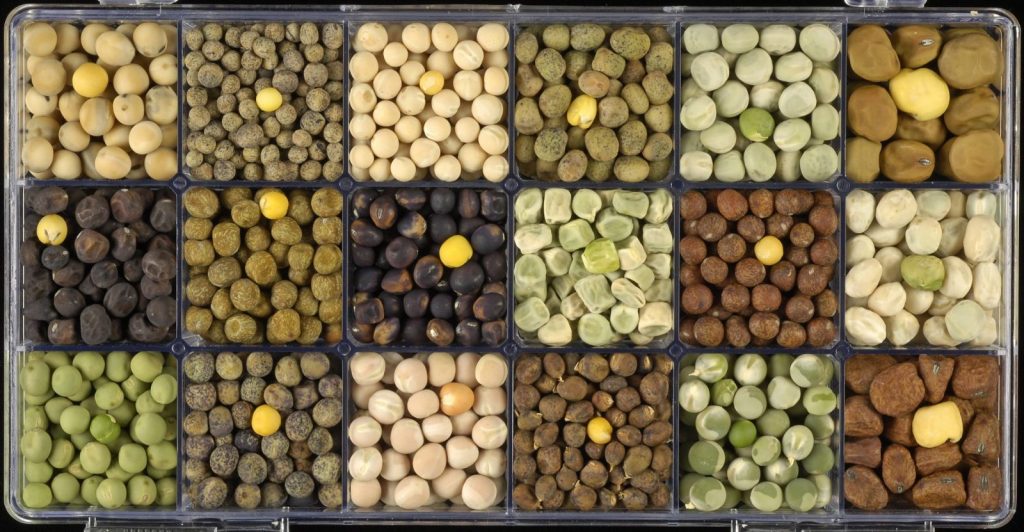 Diverse-pea-germplasm-John Innes Centre